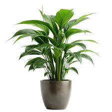Indoor Plants Png Transpa Images