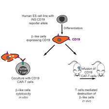 Human T Cells Expressing A Cd19 Car T