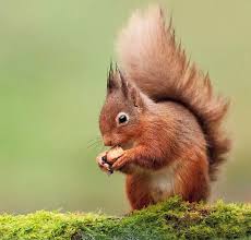 Scotland To See Elusive Red Squirrels