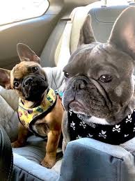 The Best Car Seats For Frenchies