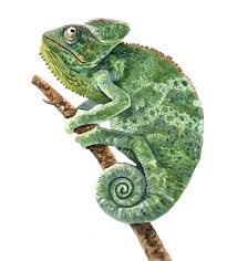 Chameleon Watercolor Ilration For