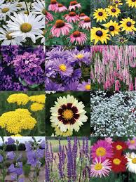 Cutting Garden Bluestone Perennials
