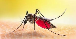 Mosquito Insect Facts A Z Animals