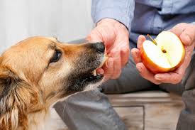 Can Dogs Eat Apples Are Apples Good