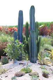 Succulent And Cactus Landscaping The