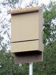 Florida Bat Conservancy Home