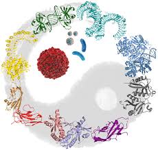 Innate Immune Receptors