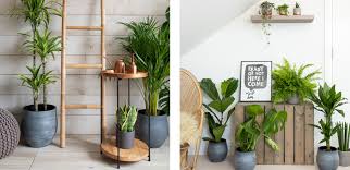 Creating Your Urban Jungle With Our
