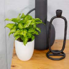 15 Easy Indoor Plants For Beginners