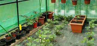 Greenhouse Tidy Up Gardeners Advice