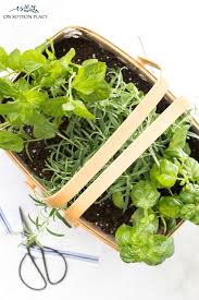 Fresh Kitchen Herb Garden Basket On