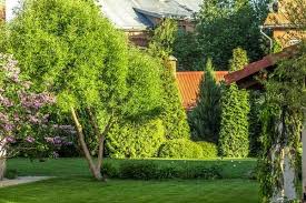 15 Best Trees And Shrubs For Privacy