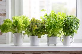How To Grow Your Own Indoor Herb Garden