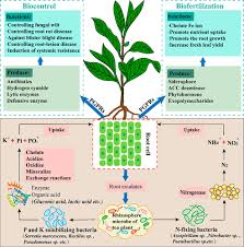 Rhizosphere Microbiota Of Tea Plant
