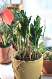 Indoor Low Light Plants 10 Ways To