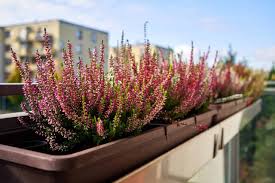 10 Best Plants For A Balcony In Full
