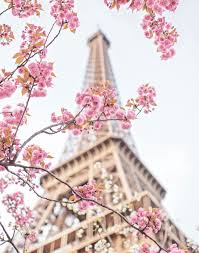 Paris In Bloom Flower
