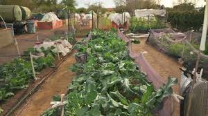 Organic Vegetables Grown In Community