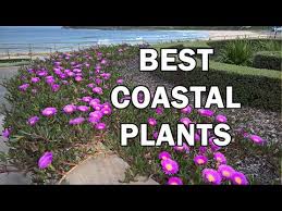 Top 10 Coastal Plants For Salt Laden