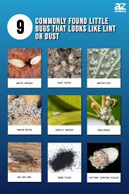 Little Bugs That Look Like Lint Or Dust