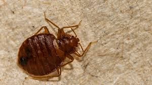 How To Get Rid Of Bed Bugs And Keep