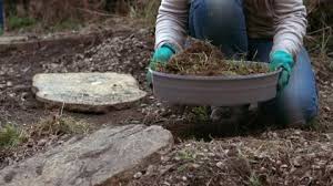 Gardener Preparing Soil With Soil Sieve