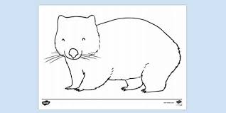 Free Wombat Colouring Sheet