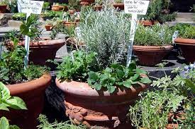 How To Grow Herbs In Containers