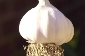 Go Organic Time To Plant Garlic