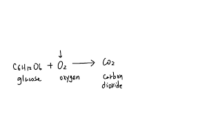 The Chemistry Of Cellular Respiration