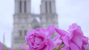 Flowering Roses And Notre Dame