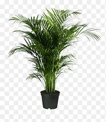 Palm Plant Howea Forsteriana