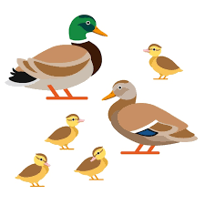 Ducks In Vector Style Duck Drake