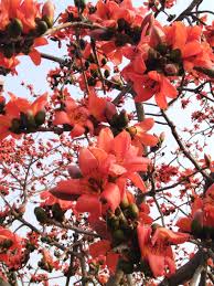 10 Beautiful Flowering Trees In India