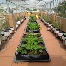 Terrace Kitchen Veg Garden At Rs 500 Sq