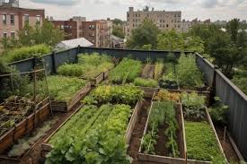 A Rooftop Garden With Herbs And