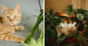 How To Keep Cats Away From Plants 10