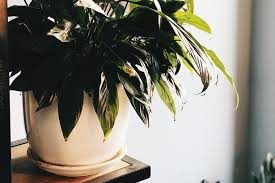 These Plants Will Help You Beat Mould