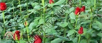 Plant Rose Plants In Your Garden