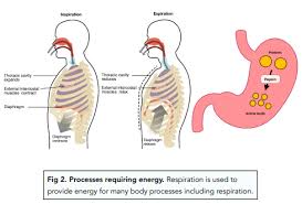 Aerobic Respiration Gcse Biology