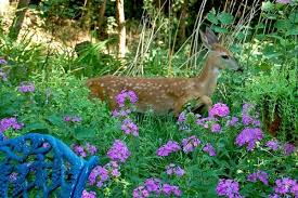 How To Keep Animals Out Of Your Garden