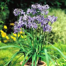 Buy Agapanthus Blue Affordable