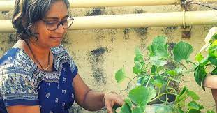 Mumbaikar Grows Food Forest In Balcony
