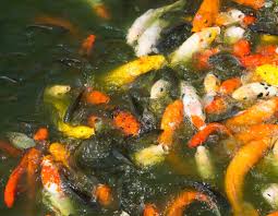 Is Sunlight Good For Your Pond Fish