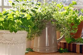 Growing An Indoor Herb Garden Unlock Food
