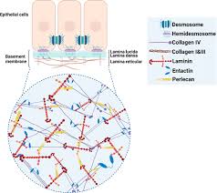 Mimicking The Natural Basement Membrane