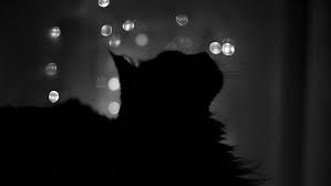 Hd Wallpaper Cat Silhouette Black