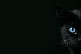 Black Cat Wallpaper Images Free