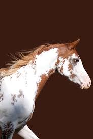 All About The American Paint Horse