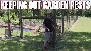 Raccoons Out Of Your Garden Orchard